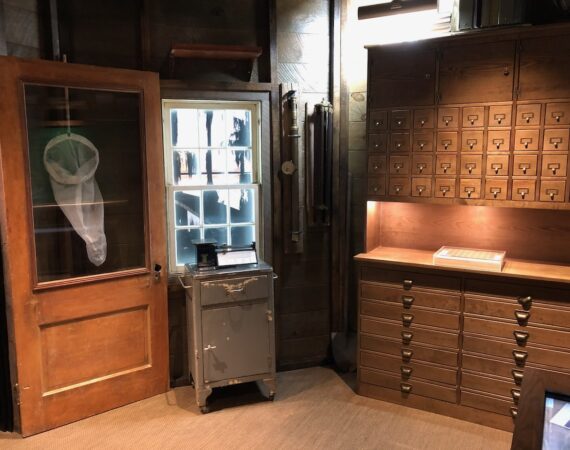 Exhibits about E.O. Wilson's Life and Work