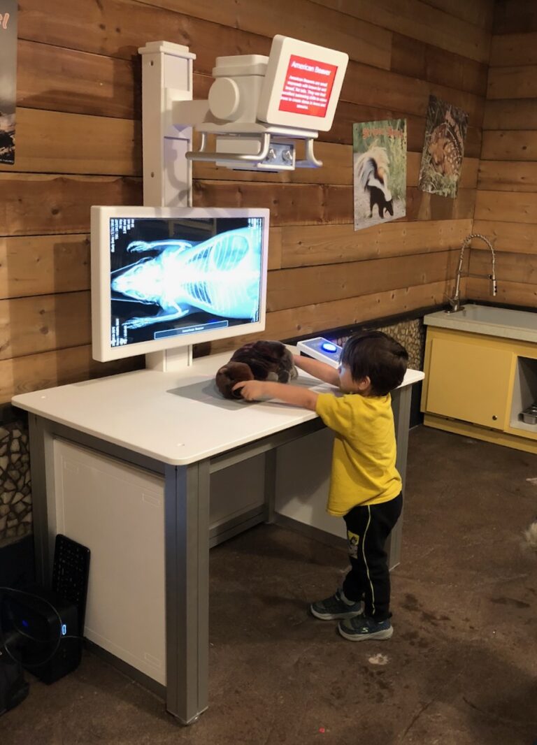 X-Ray Exhibit at Imagine Children's Museum